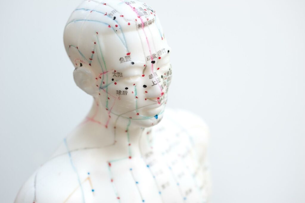 Die Meridiane unseres Körpers eingezeichnet auf einem Modell des menschlichen Kopfs und Oberkörpers